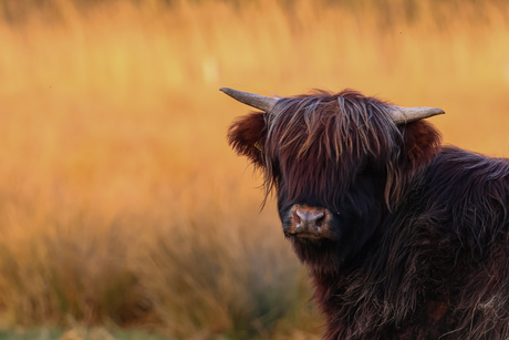 Schotse hooglander