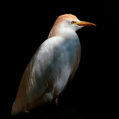 De Koereiger 
