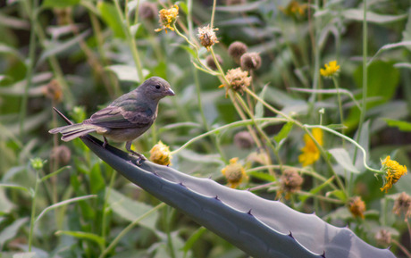 Vogel op een cactus