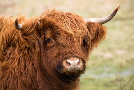 Schotse hooglander