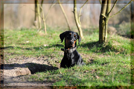 Een DoberBoom