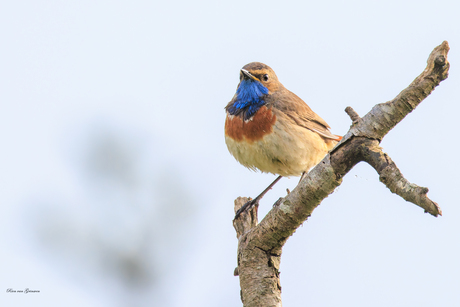 Blauwborst