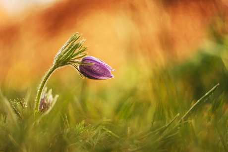 Pulsatilla - Wildemanskruid