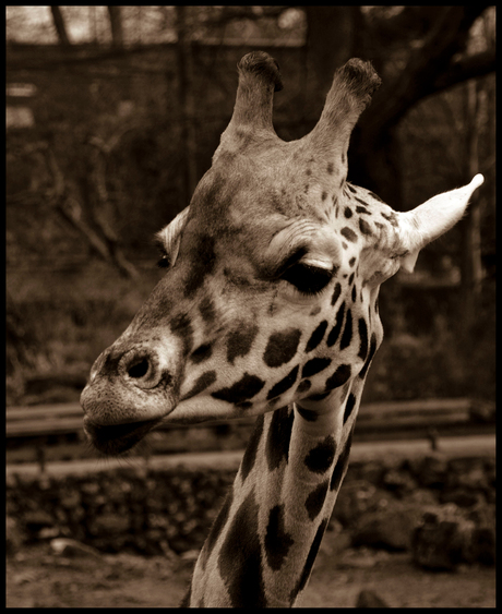 Giraffe