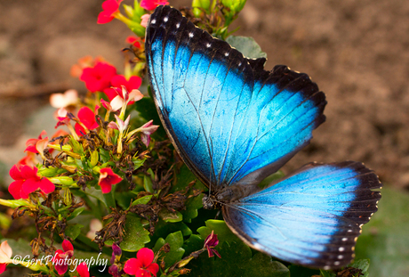 Grote Blauwe Morpho (Morpho Peleides)