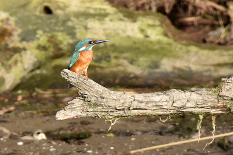 Biesbosch_ijsvogel