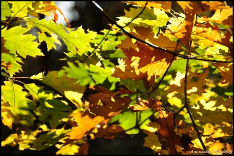 bladerdak in herfsttinten