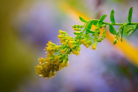 Solidago 