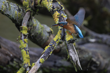 Ijsvogel