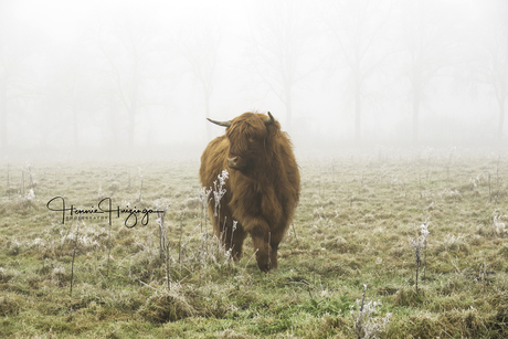 Schotse hooglander 