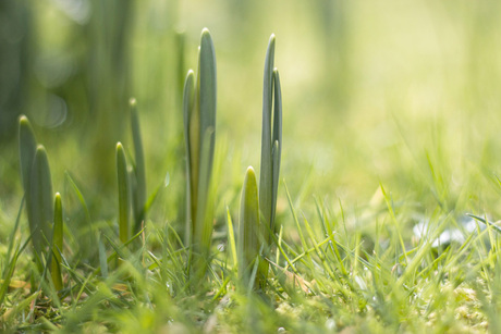 Waking up spring