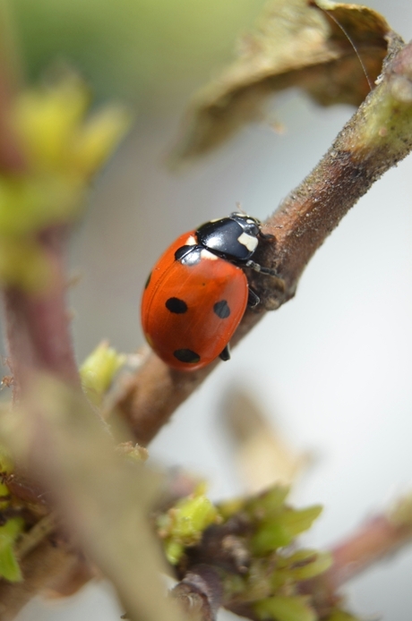 lieveheersbeesje