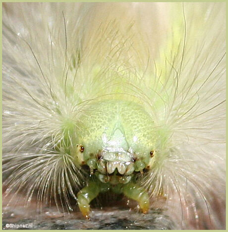 Rups in het bos