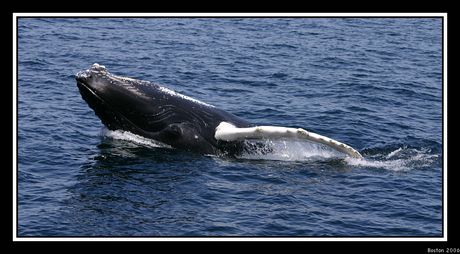 Humpbackwhale in Boston