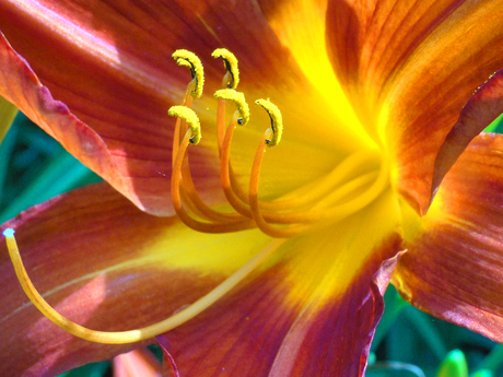 Close-up van een Daglelie-bloem uit mijn eigen achtertuin.