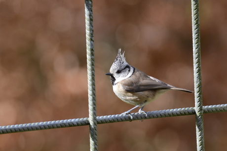 Kuifmees in de tuin