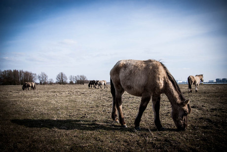 Wild horses