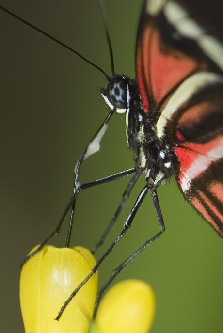 Bekertje nectar