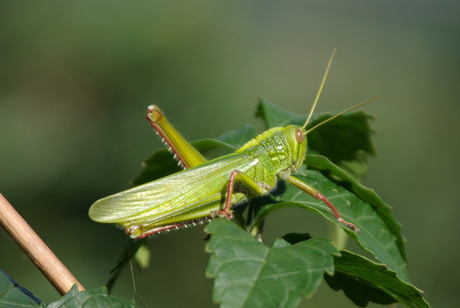 Uit Nepal