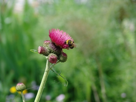 distel met bijtje