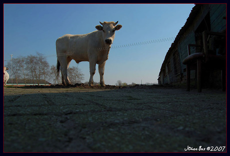 Blonde d'Aquitaine