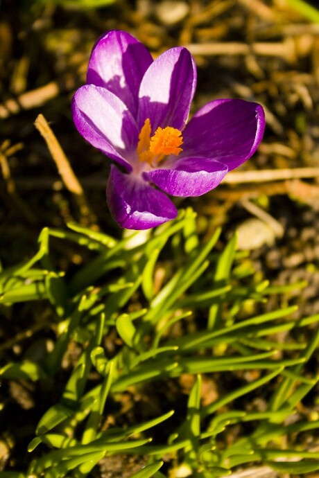 De Eerste Krokus