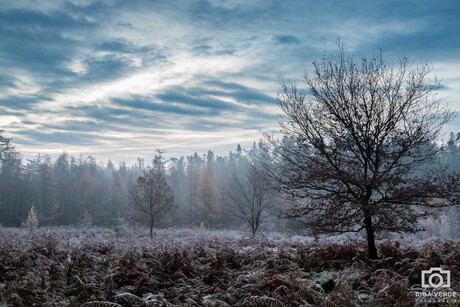 Koud veld