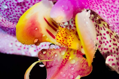 orchidee close-up 2