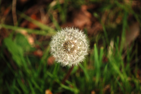 Paardenbloem