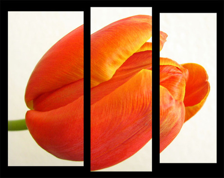 stukjes tulp