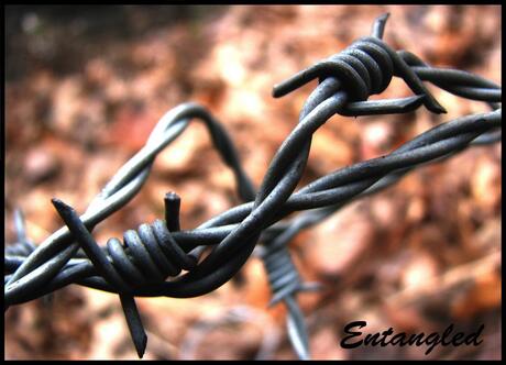 Entangled.