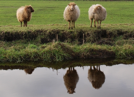 3 sheep