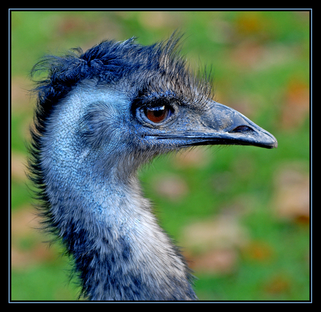Struisvogel (2)