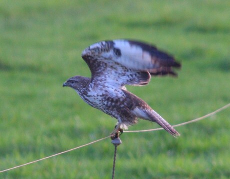 Buizerd