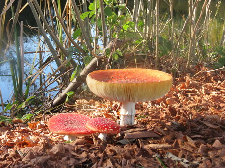 Paddestoelen