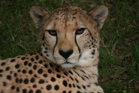 Cheetah