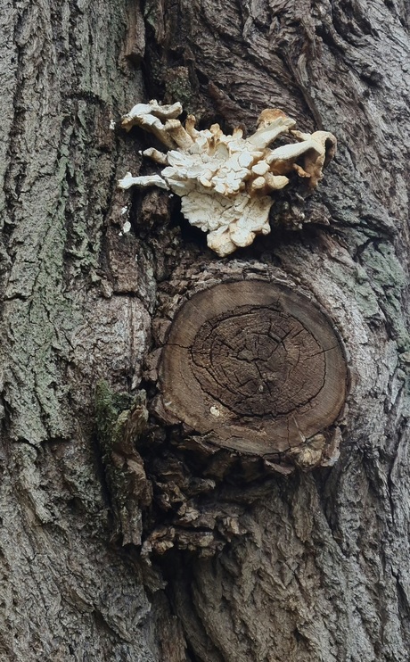 Paddestoelen op een boomstam