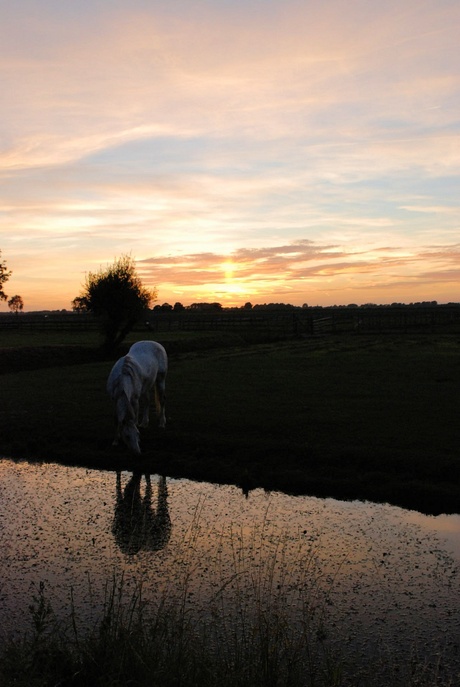 paard in de schemering