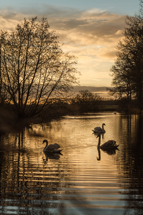 swans in sunset