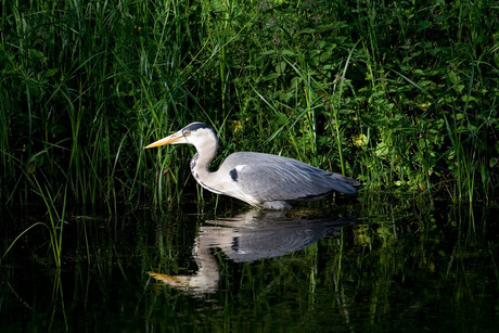 Reiger