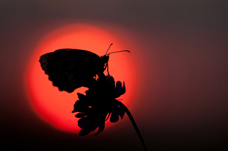 marbled white silhouette