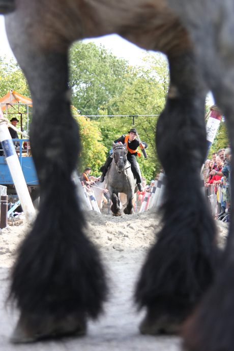 Zeeuwse Ringrijder