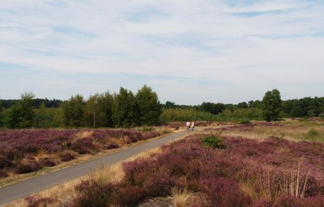 P1240178 Malpie heide kempen regio 6 sept 2013.JPG