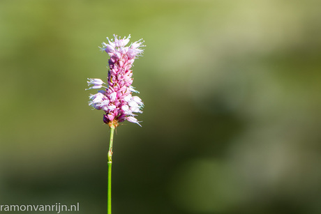 Botanische Tuinen Utrecht-101.jpg