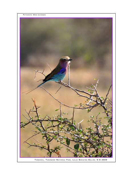 Lilac Breasted Roller, Tanzania