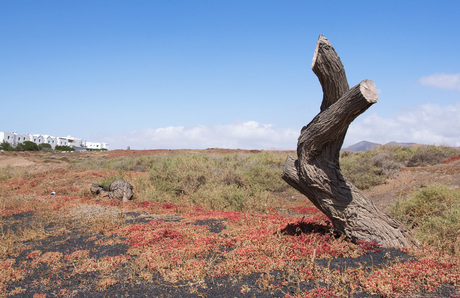 Lanzarote