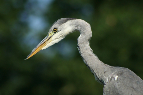 Reiger