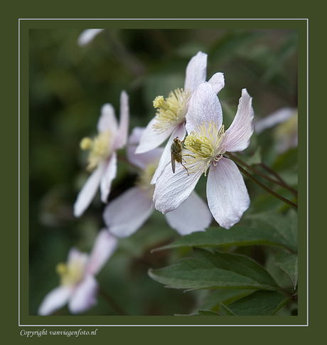 Clematis