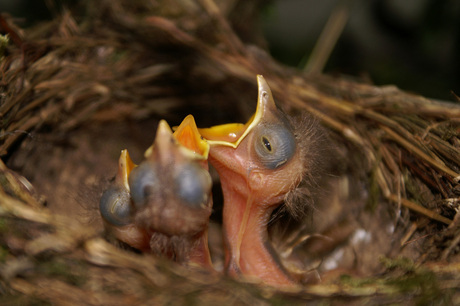 Lijster nest