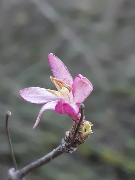 Rood peperboompje